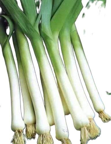 American Flag Leek Seeds, Broad London, NON-GMO Free Shipping!