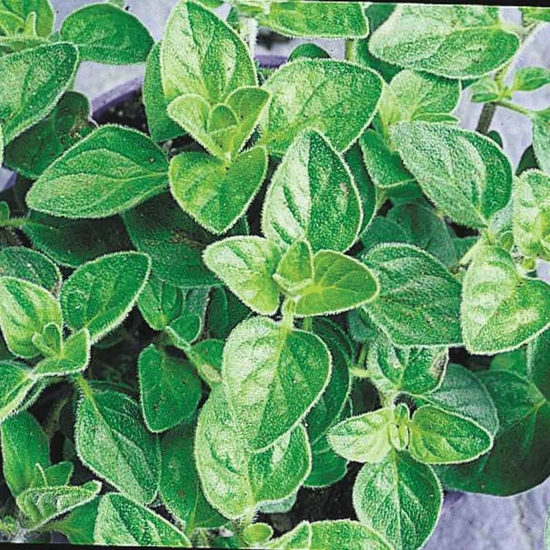 Vulgare Oregano 500 Seeds Heirloom Non-GMO