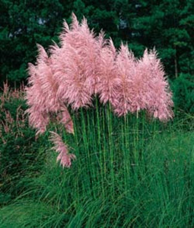 PAMPAS GRASS * STRAWBERRY COLOR * LARGE FLOWER PLUMES *LONG STALKS* 50 SEEDS *