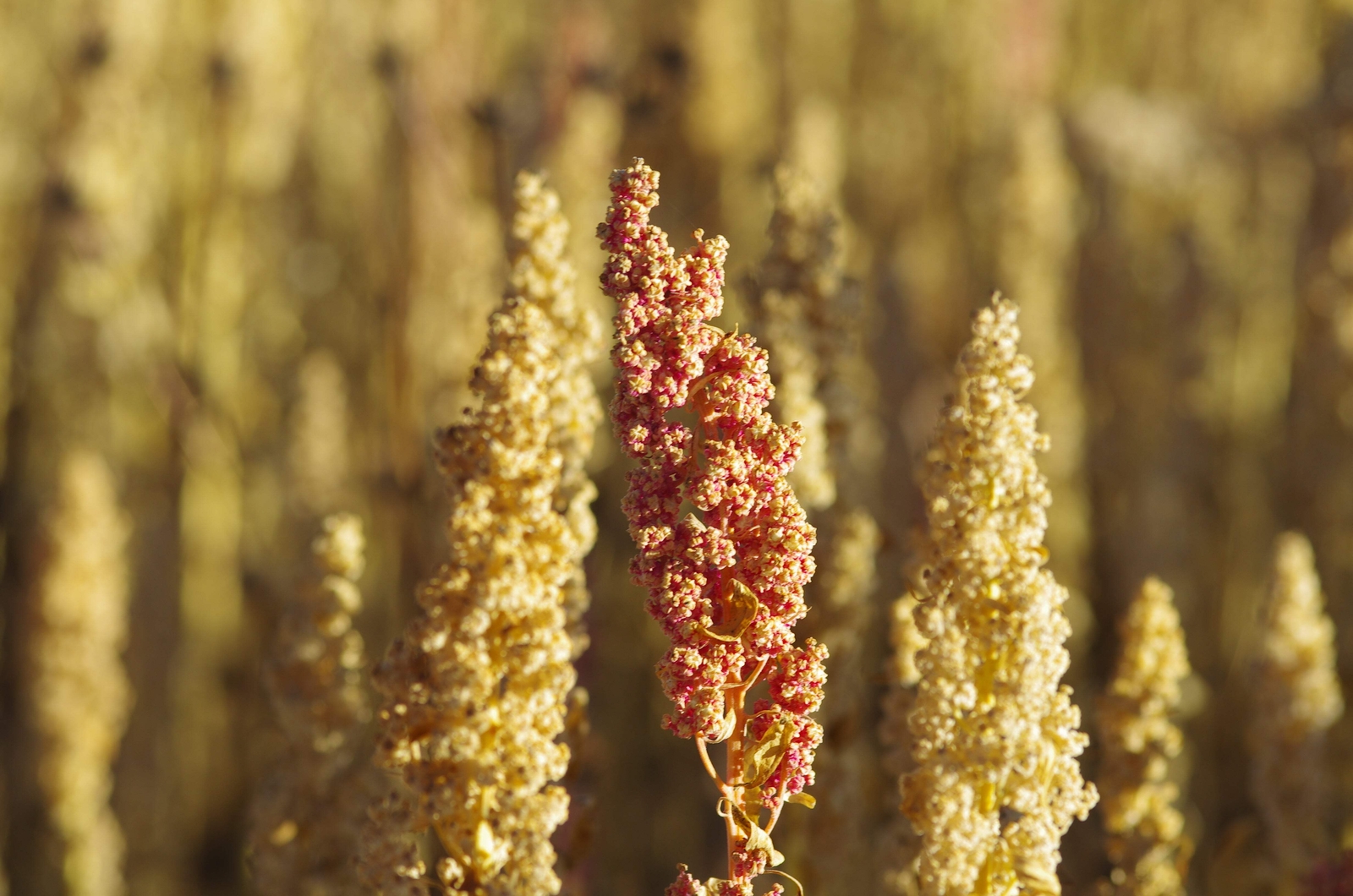 100 Organic PEPPERMINT QUINOA Grain Chenopodium Quinoa White Green – White Seeds