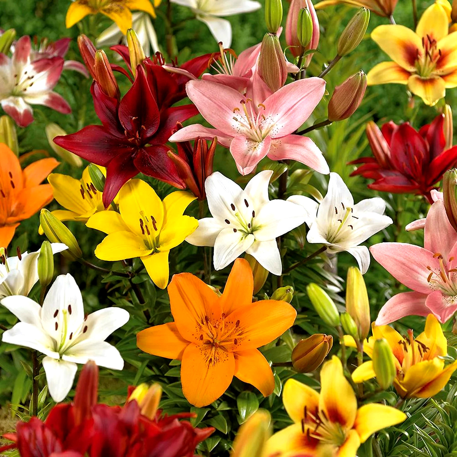 Gladiolus Flower Bulbs 30 Mix Colors Florist Bouquet Gladioli Sword Lily Plants