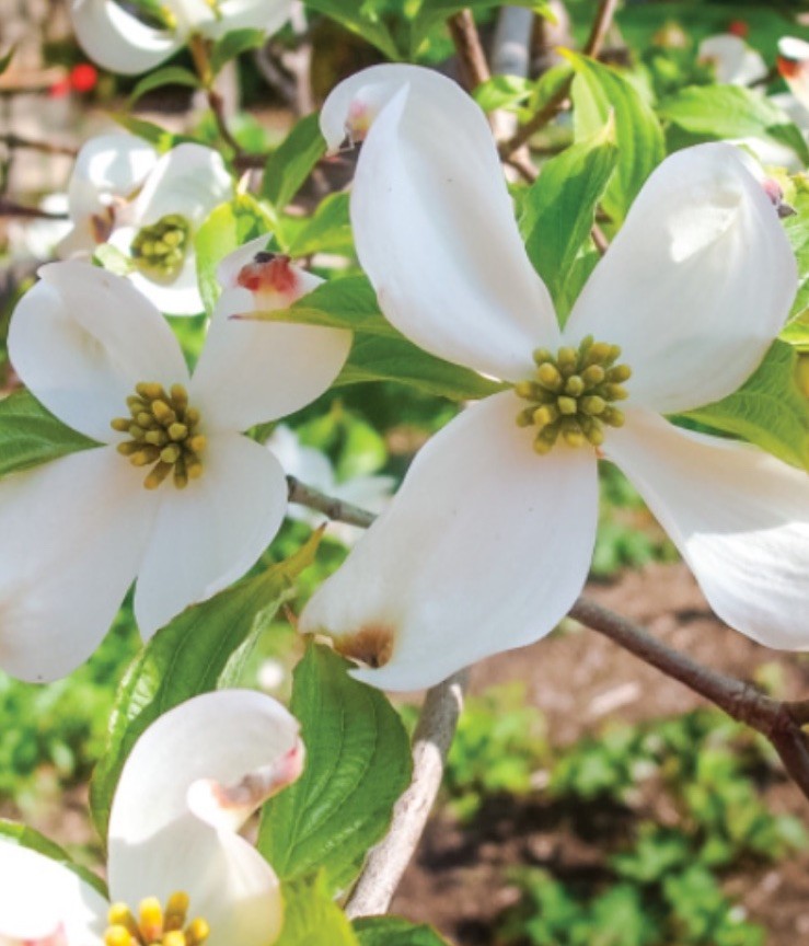Free!Bogo20 White Flowering DogwoodTree Seeds Spring & Fall Color, NativeOrganic