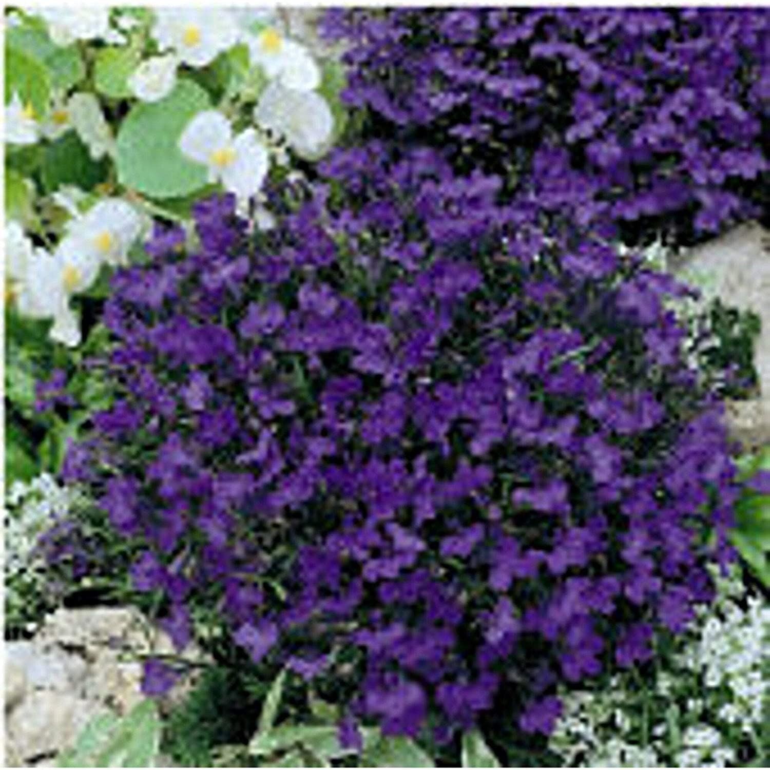 Lobelia Flowers (Crystal Palace) Seeds