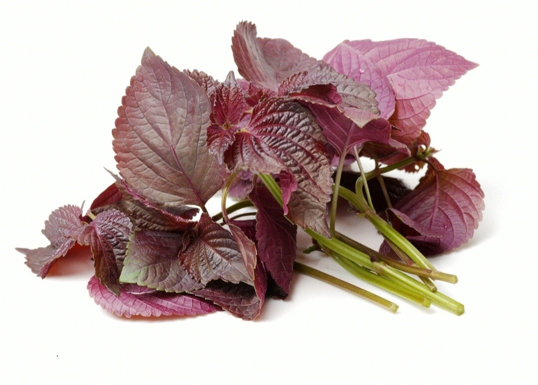 Purple Shiso Seeds, Perilla frutescens, Asian Culinary Chinese basil Red Mint