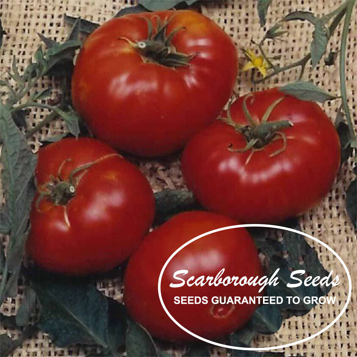 SCARBOROUGH SEEDS RED BRANDYWINE TOMATO 100 SEEDS NON-GMO- FREE SHIPPING!
