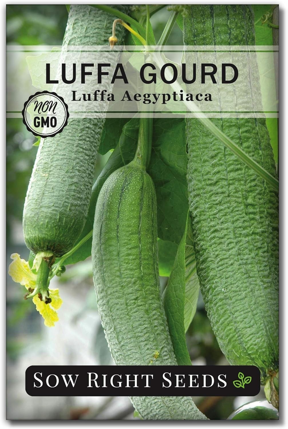 Luffa Gourd Seed Packet: Easy Growing Instructions for Exfoliating Bath Sponge