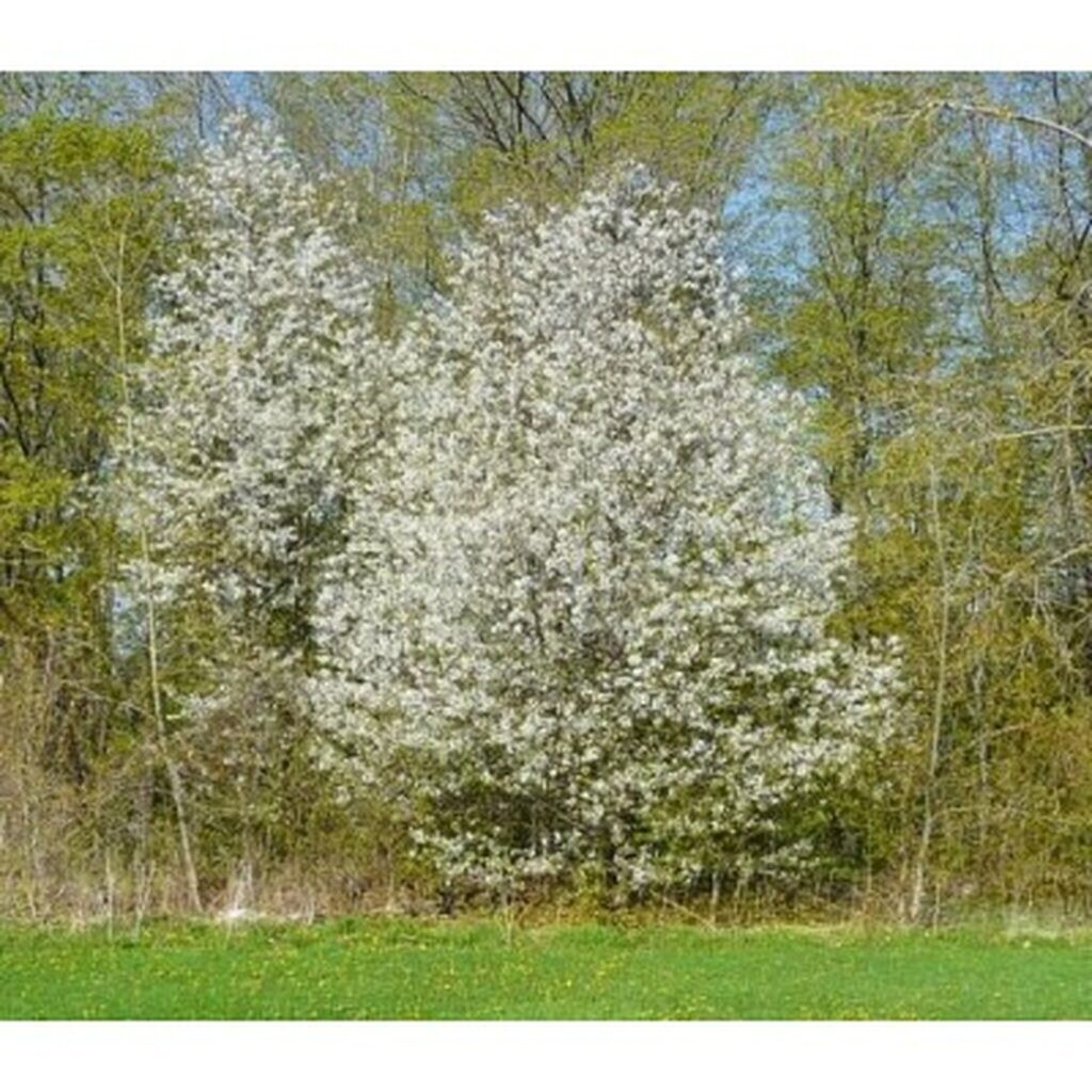 Fire Cherry | Premium Seeds | Prunus pensylvanica ‘Fruit’ | Plants’®