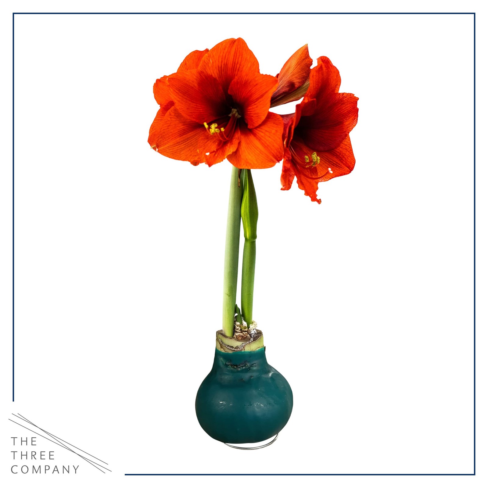 Waxed Amaryllis Bulb 2Pack – Red Blooms Holiday Gift Plant, Low Maintenance