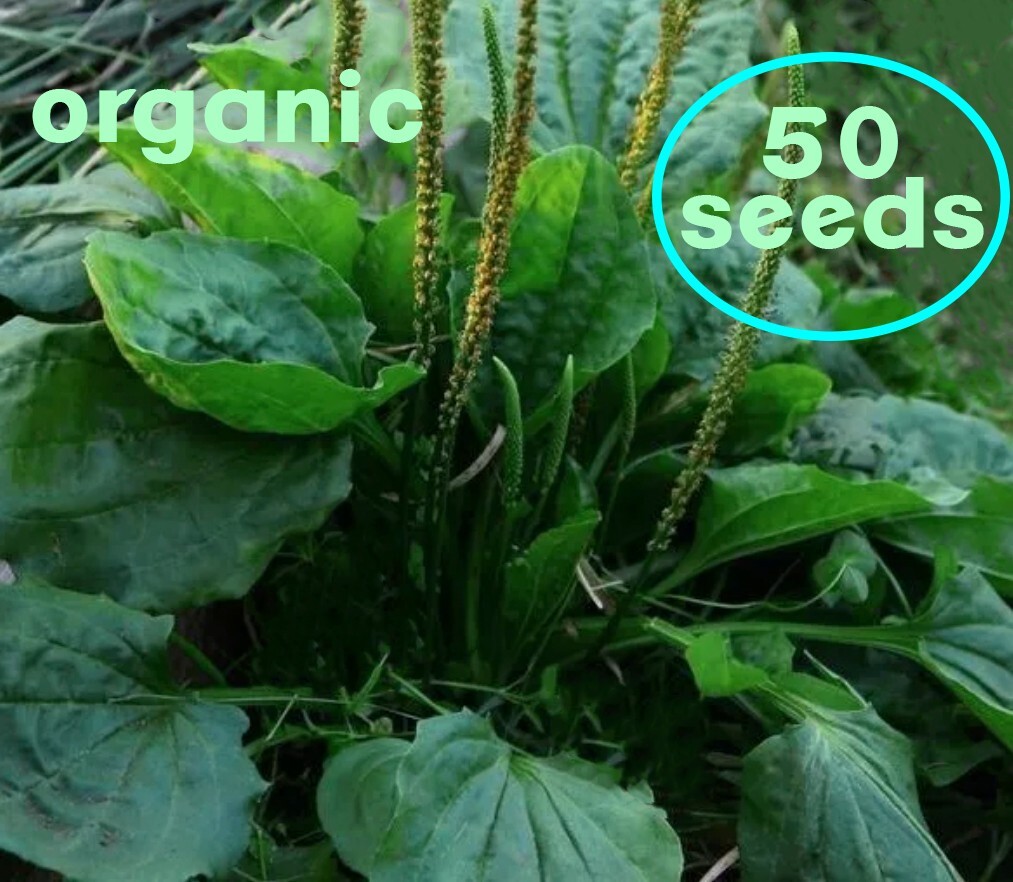 Plantain leaf organic 100 SEEDS Plantago major – broadleaf medicinal herb