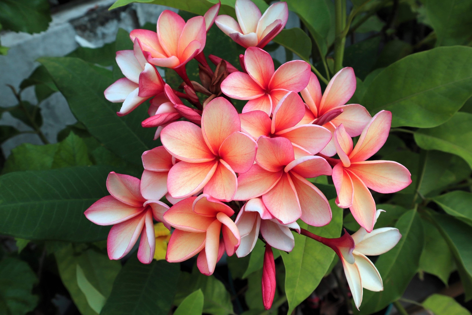 10 MIXED COLORS PLUMERIA Seeds – Lei Flower Frangipani Mix Pink Red Yellow White
