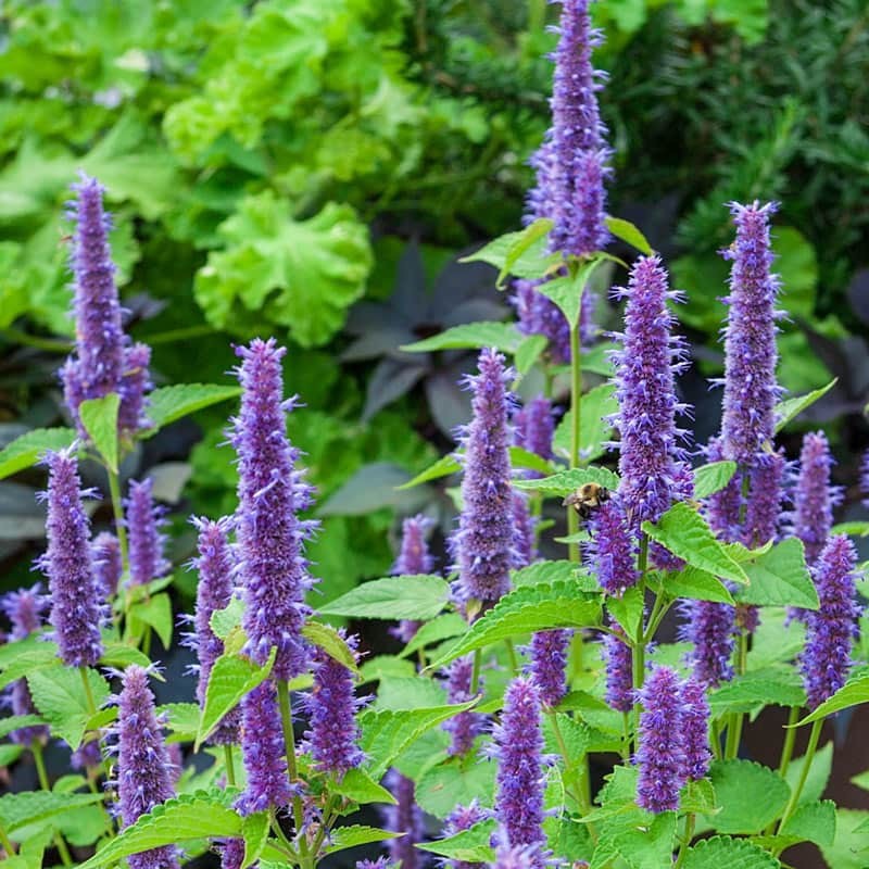 Anise Hyssop Seeds. Free Shipping!