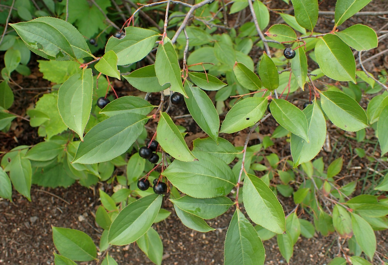 Black Chokeberry (Aronia melanocarpa), 30 seeds