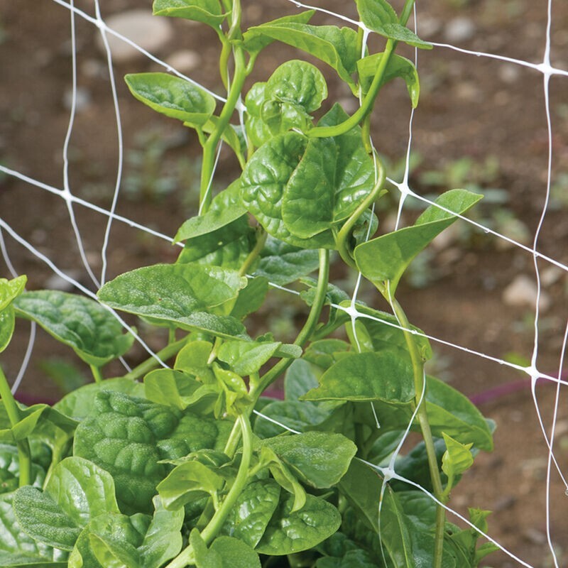 50 Green Malabar Spinach Specialty Green Seeds Basella ruba Non-GMO