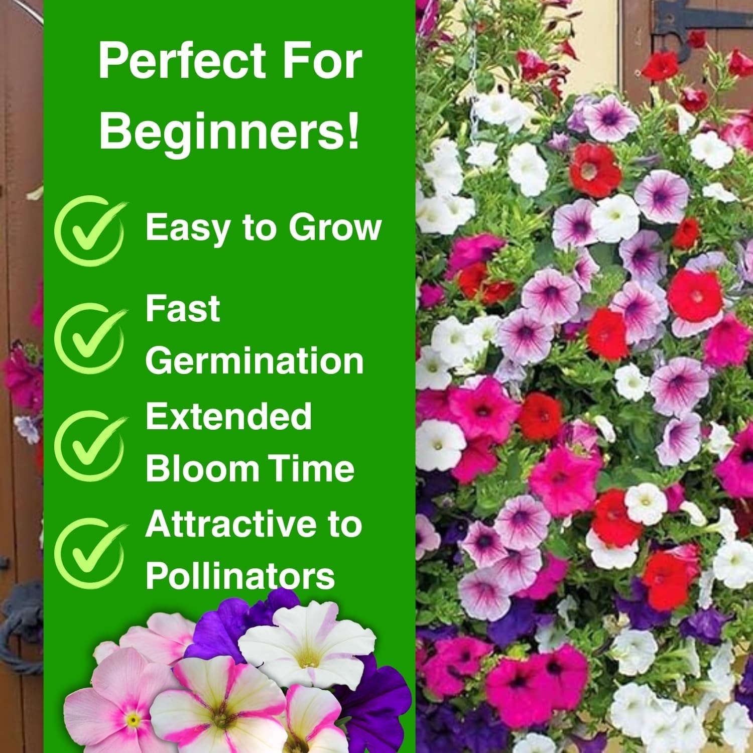 Non-GMO 5000+ Petunia Seeds – Ideal for Pollinator Gardens & Extended Bloom Time