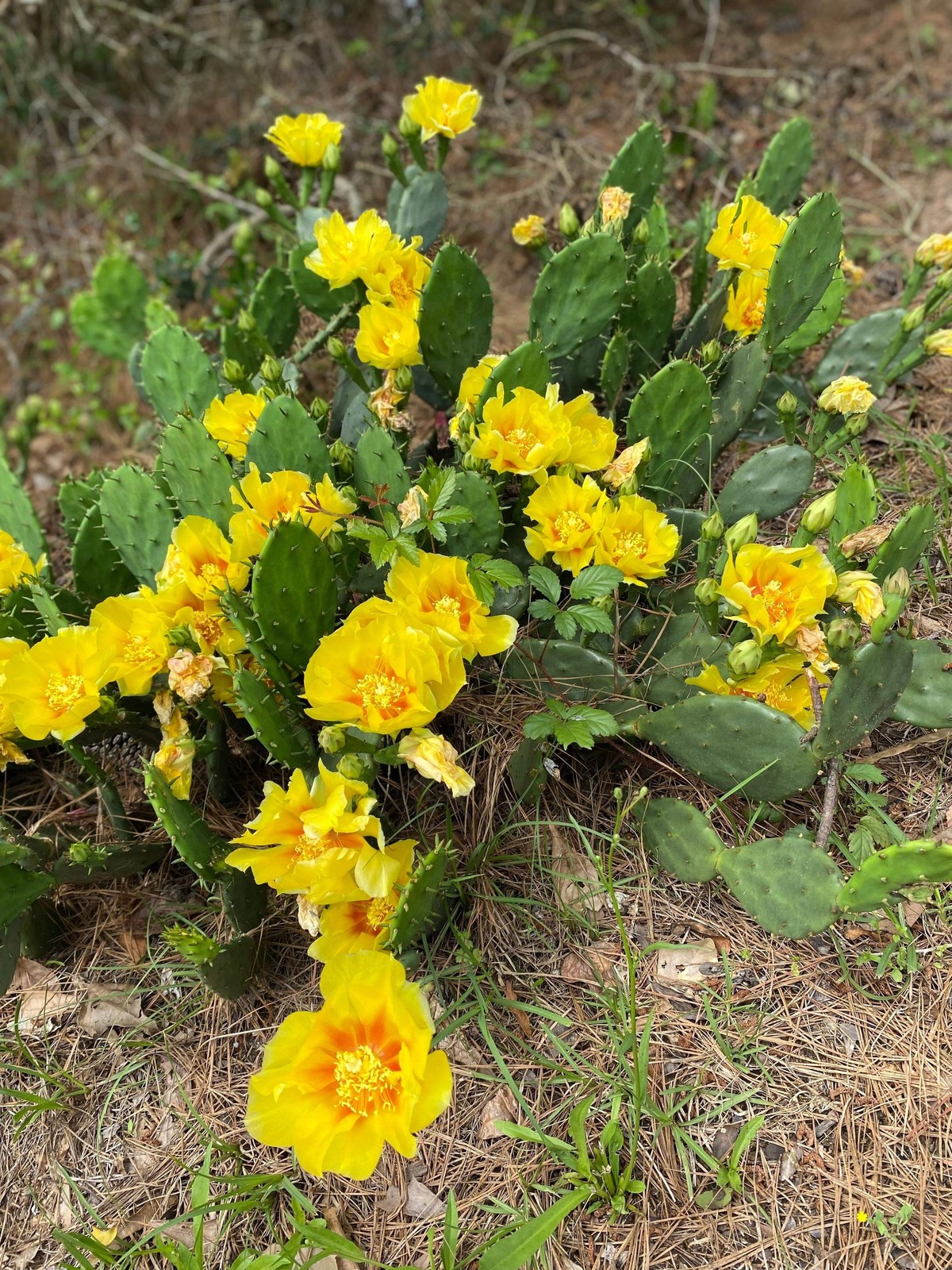 10 Yellow PRICKLY PEAR CACTUS Opuntia Ficus-Indica Flower Seeds