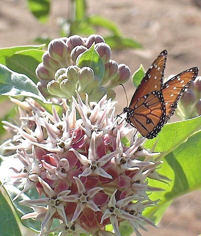 51+SHOWY MILKWEED Seeds Native Wildflower Container Flower Garden Heat Cold Easy