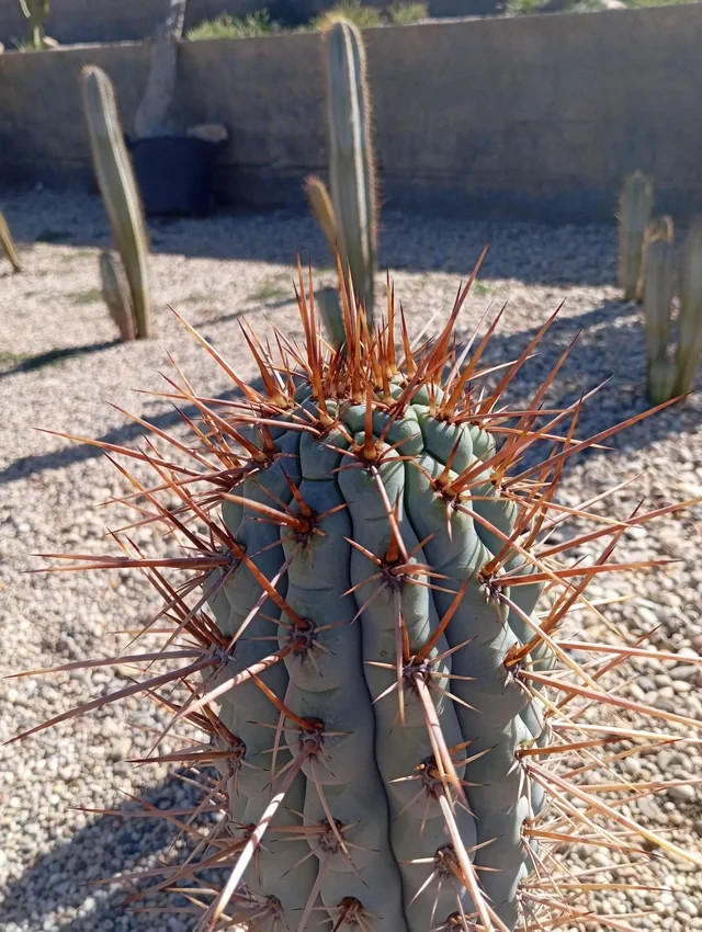 10 “BLUE CEREUS” CACTUS SEEDS (Browningia hertlingiana) RARE Tree Like Cacti