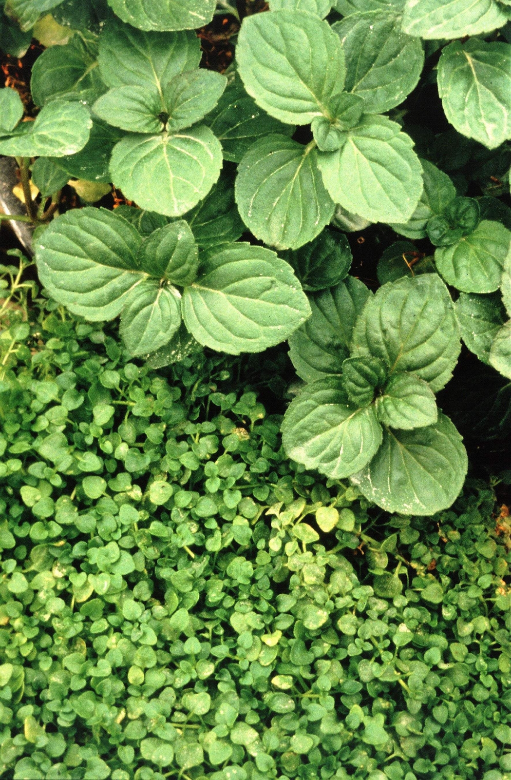1g 27,500 BULK CORSICAN MINT Mentha Requienii Fragrant Ground Cover 1 Gram Seeds