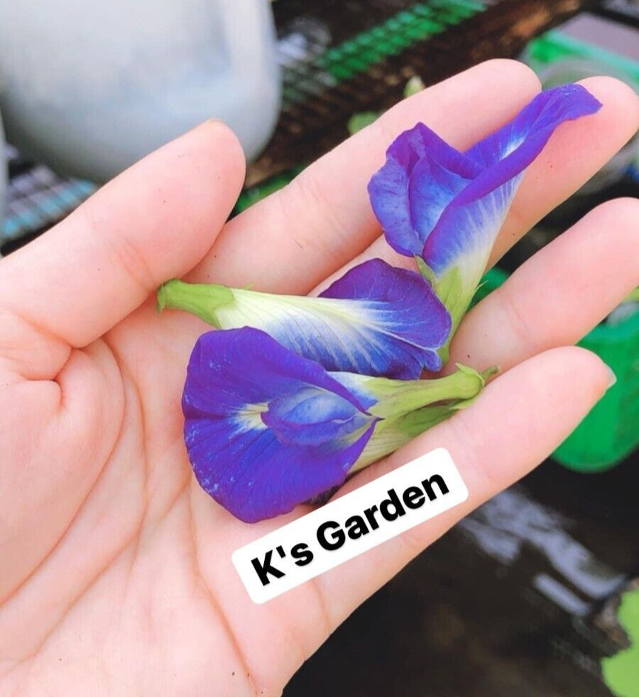 BLUE BUTTERFLY PEA, CLITORIA TERNATEA SEEDS, HẠT ĐẬU BIẾC (10 pcs)