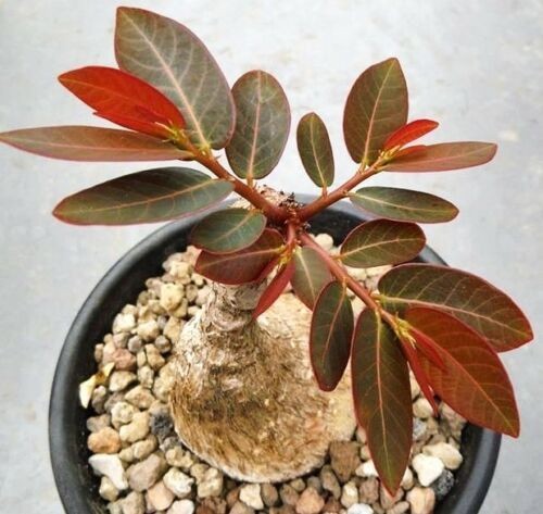 phyllanthus mirabilis 5 seeds Free Shipping!