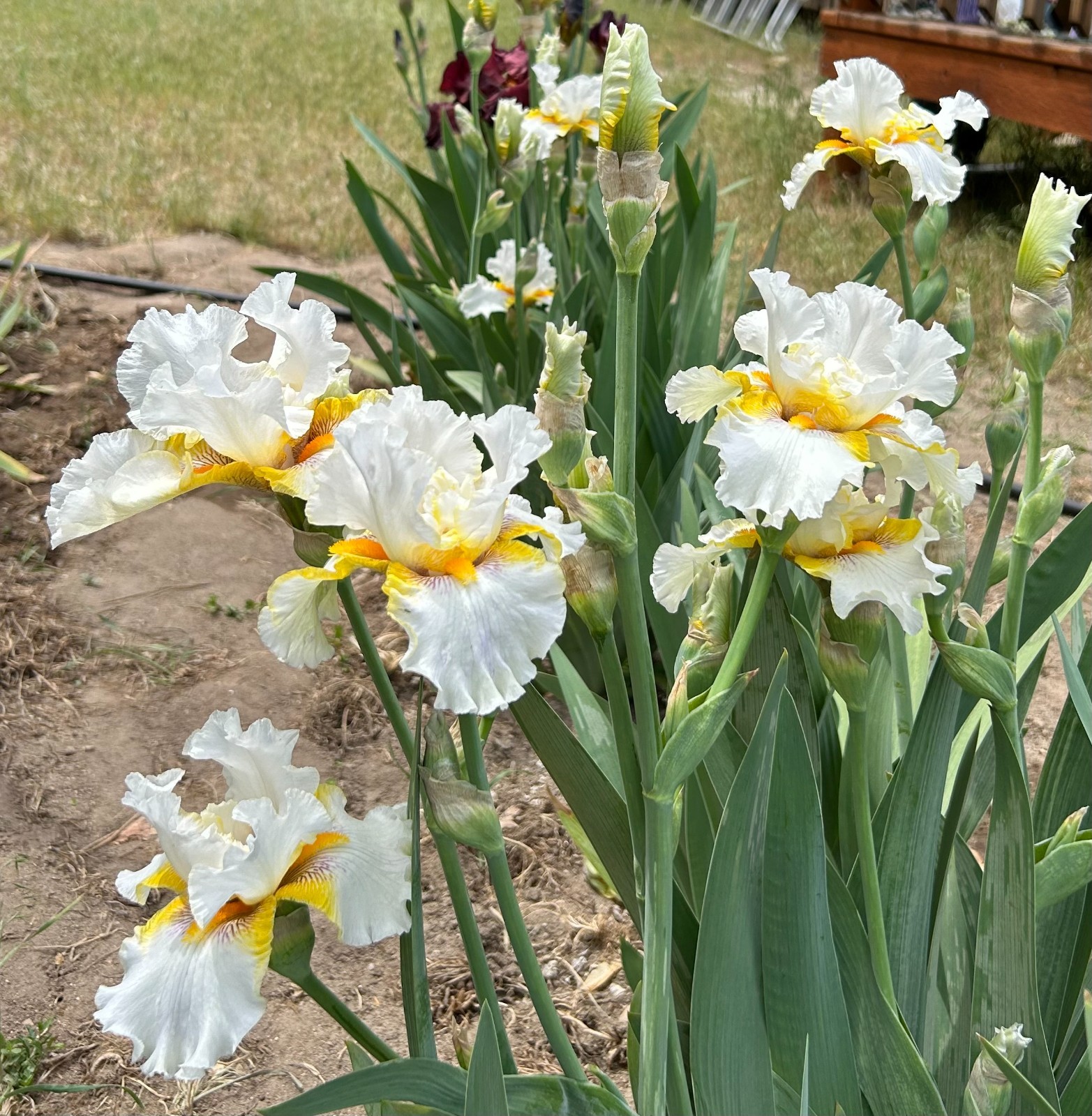 ‘Goldkist’ iris rhizome + gift, combined shipping $1 each additional