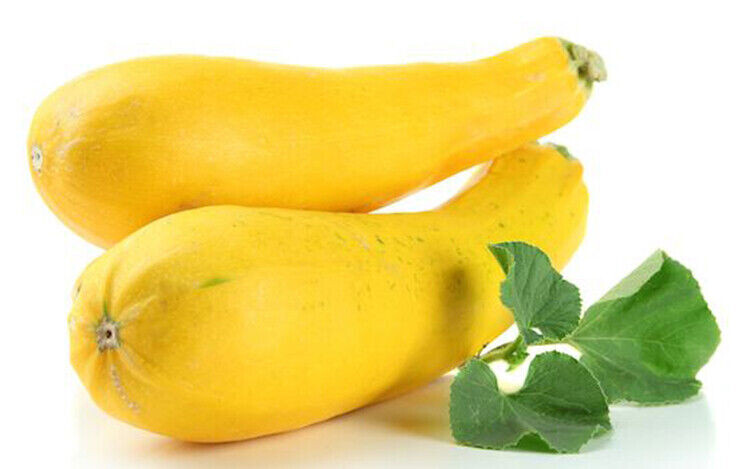 SCARBOROUGH SEEDS Crookneck Yellow Squash Seeds – 25 SEEDS-SAME DAY SHIPPING