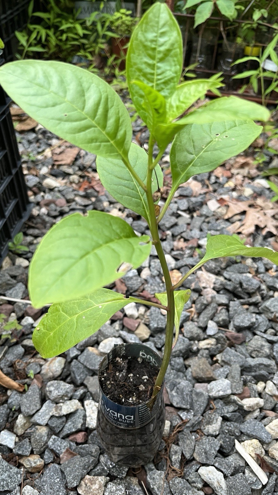 1 starter plant/root of Pokeberry or Pokeweed (Phytolacca americana)