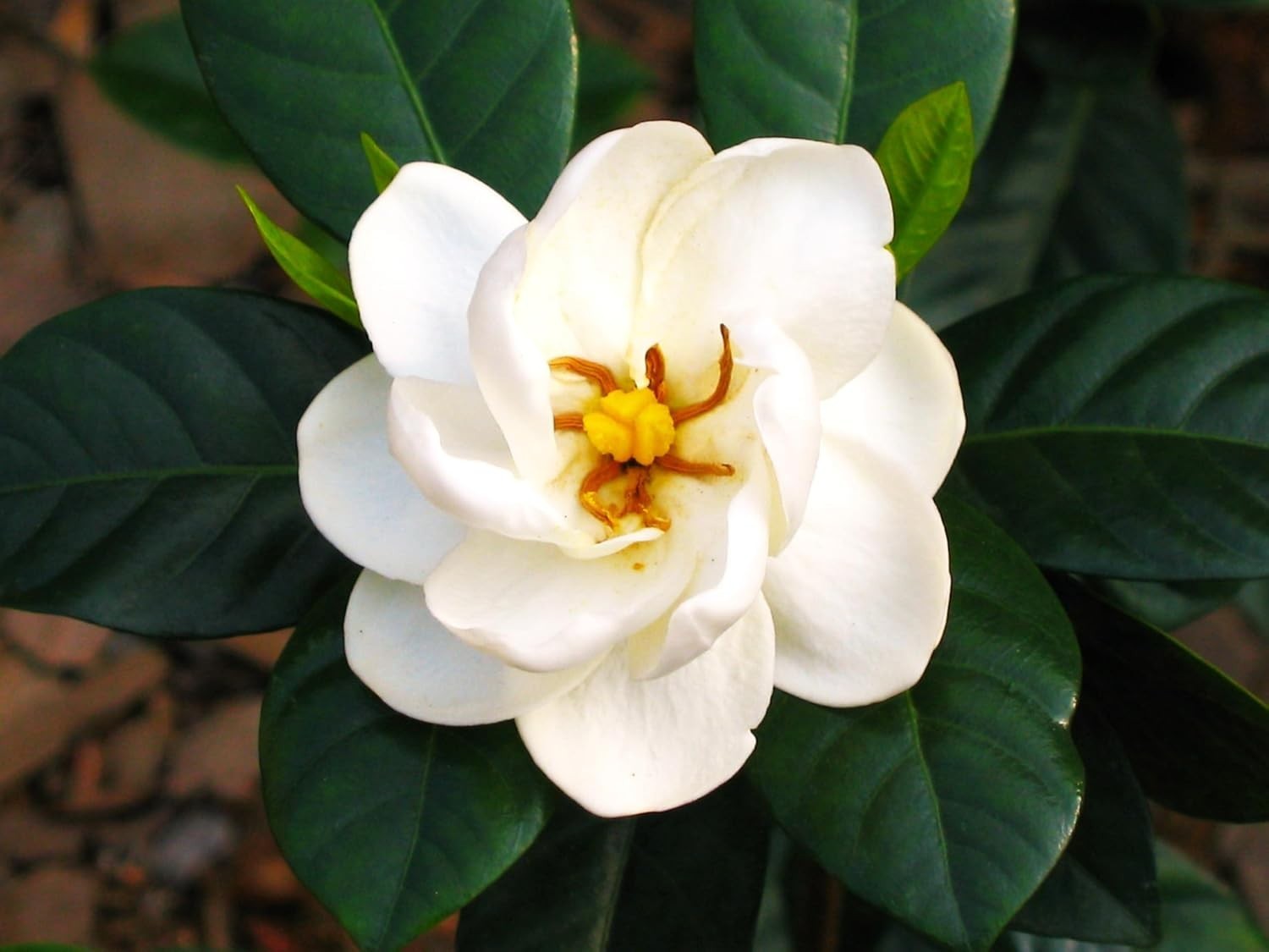 500+ Gardenia Jasminoides Seeds Fragrant White Cape Jasmine Flower Tropical Shru