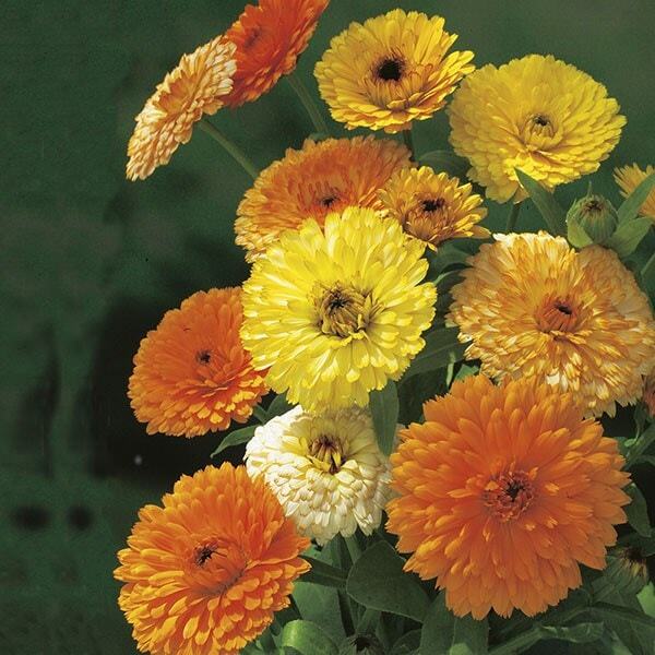 Fiesta Gitana Calendula Seeds 100 Ct Flower DWARF ANNUAL USA FREE SHIPPING