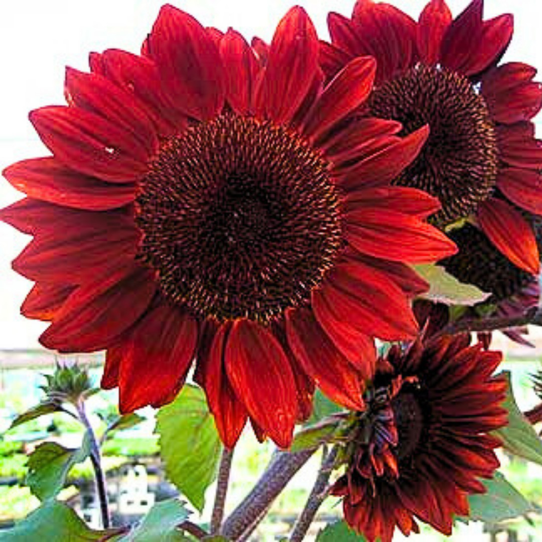 Fresh Premium Red Sun Sunflower Seeds | Heirloom Non-GMO | Flower seeds
