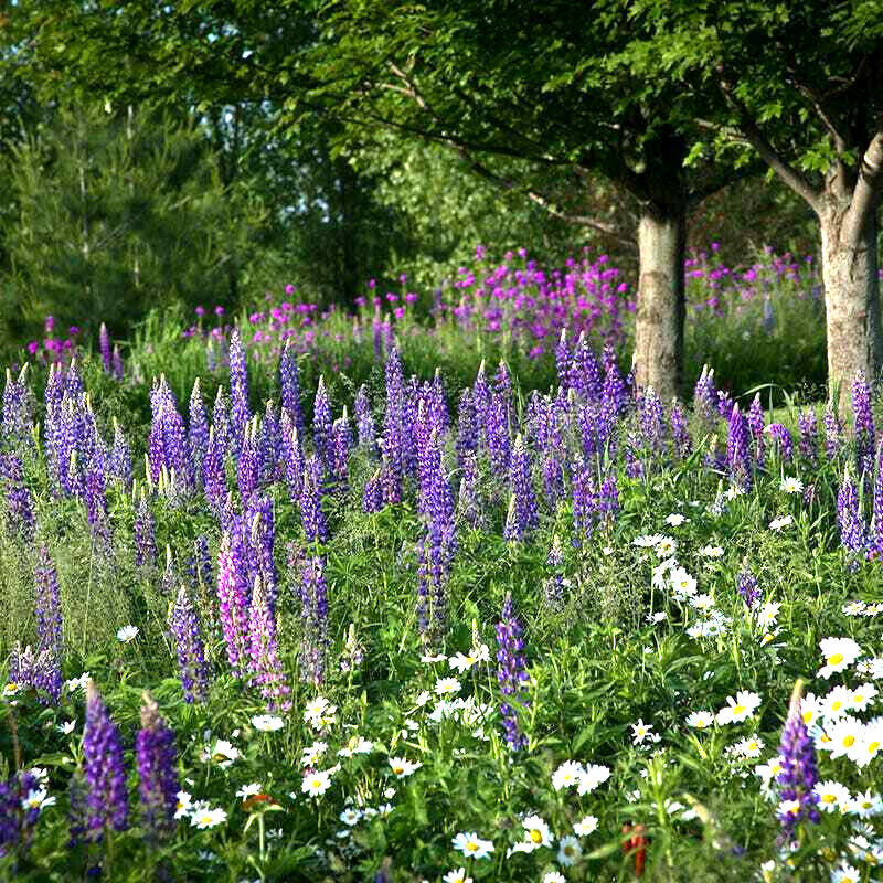 1000+ Annuals & Perennials WildFlower Mix Heirloom Pollinator Non-GMO Fresh Seed