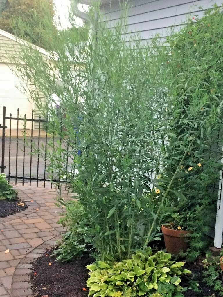201+FALSE ASTER Seeds Perennial Native Wildflower Poor Soils Summer Fall Garden