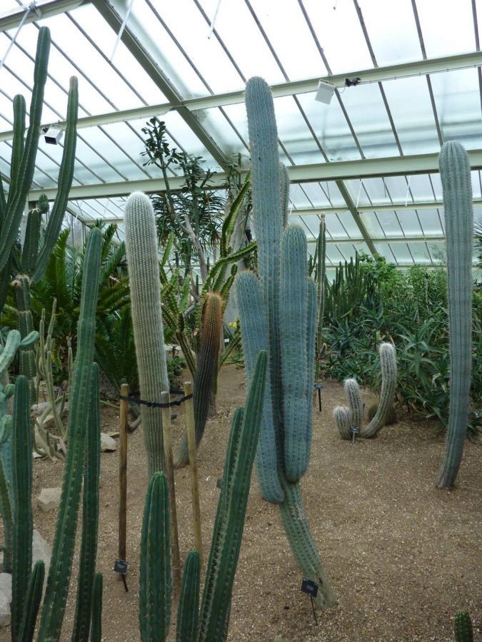 10 “BLUE CEREUS” CACTUS SEEDS (Browningia hertlingiana) RARE Tree Like Cacti