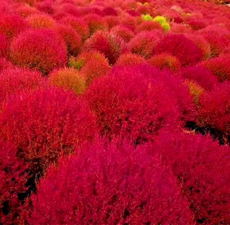200+ RARE BURNING BUSH SEEDS COLD HARDY COLOR GRASS ORNAMENTAL AUTUMN HEDGE USA