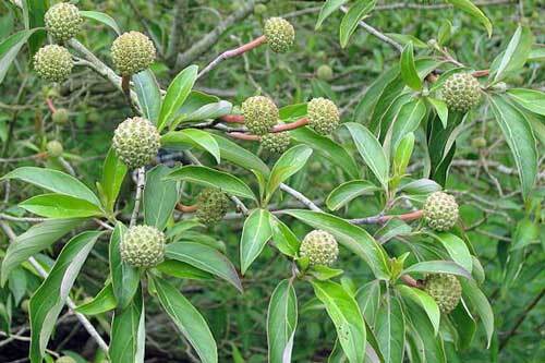 Cornus capitata | Himalayan Dogwood | Bentham’s Cornel | 10 Seeds