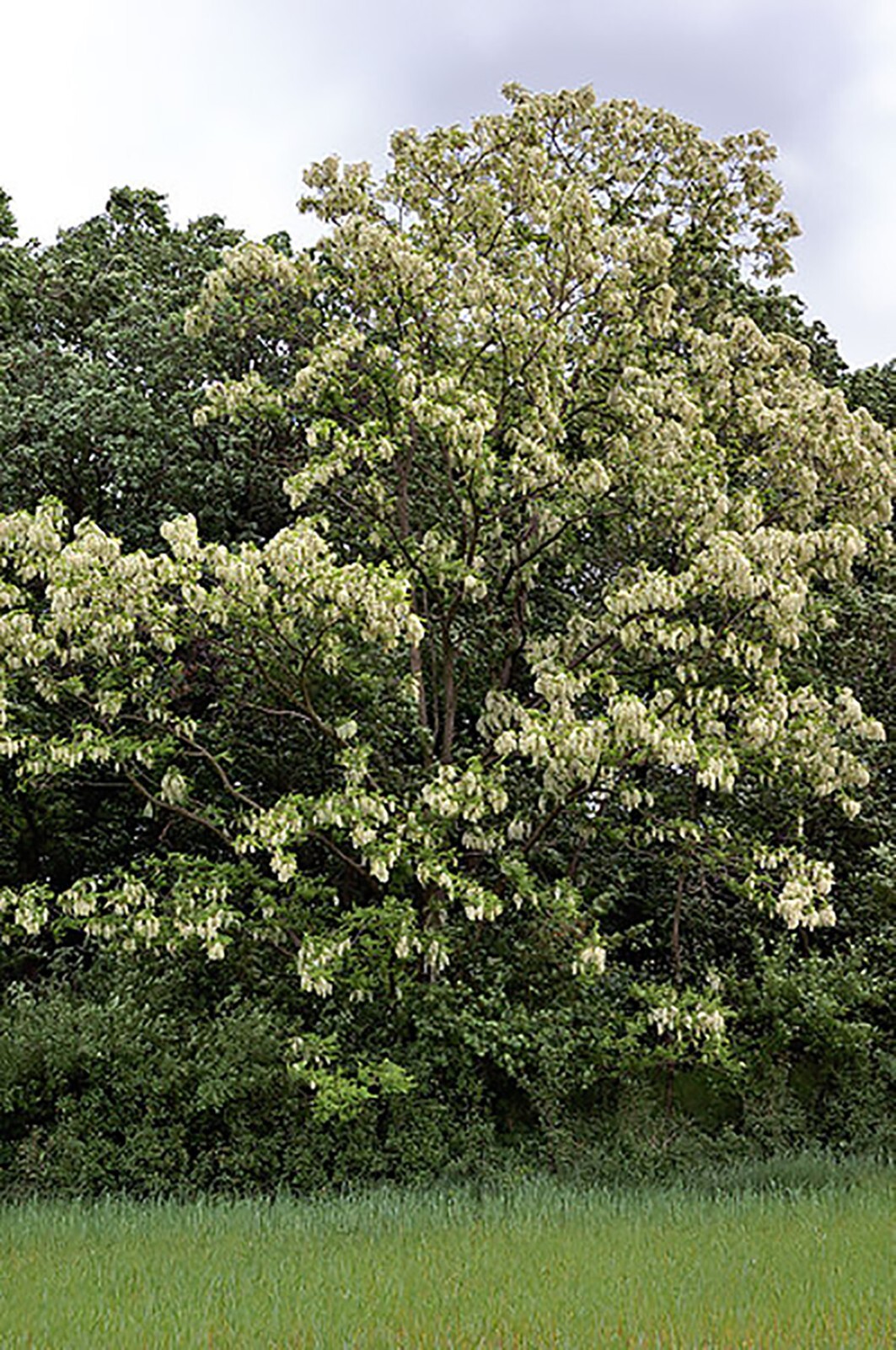Black Locust, Robinia pseudoacacia, Tree Seeds (Fast, Hardy, Fragrant)