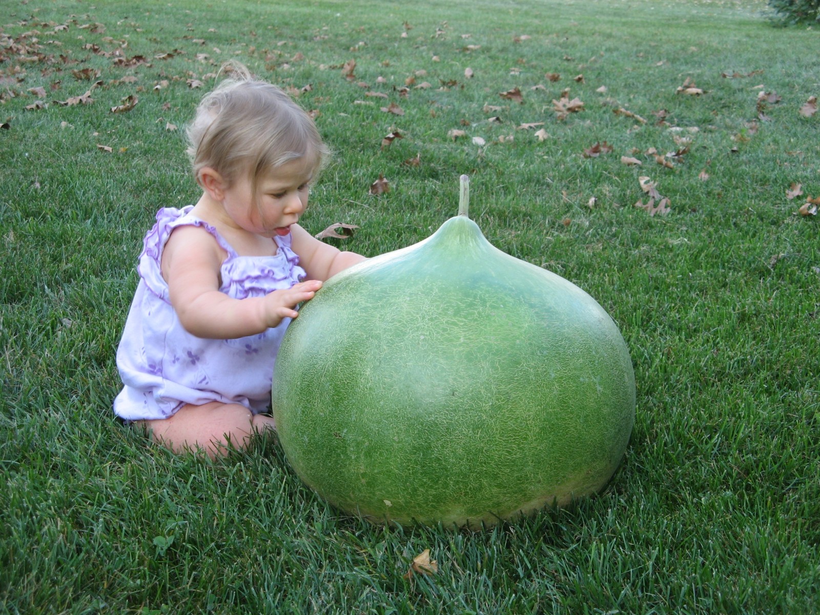 Bushel Basket Gourd, Lagenaria siceraria, Seeds (30-50 lbs)