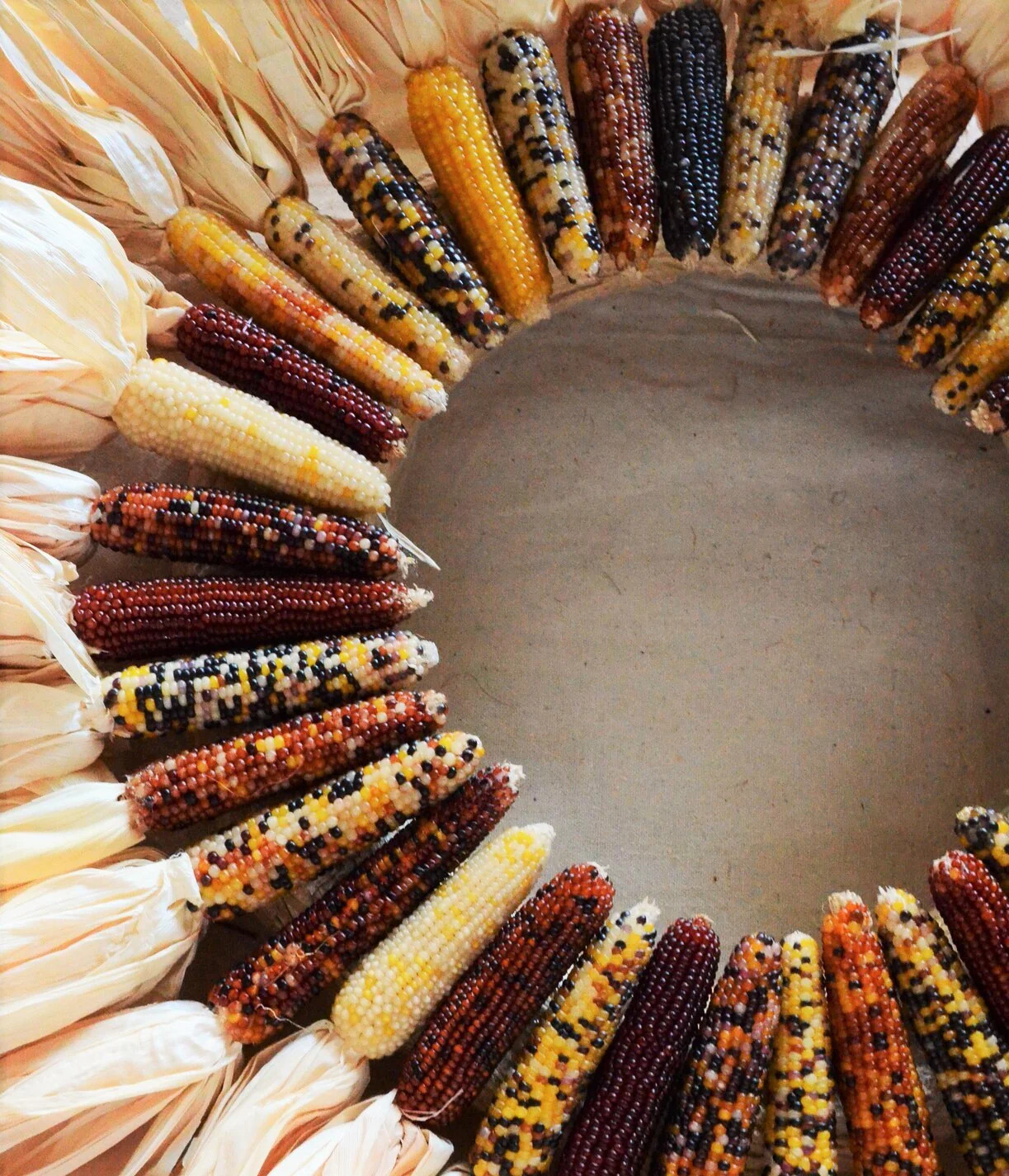 Red Husk Rainbow Ornamental Corn Seeds | Glass Gem Color Flint Popcorn Seed 2024