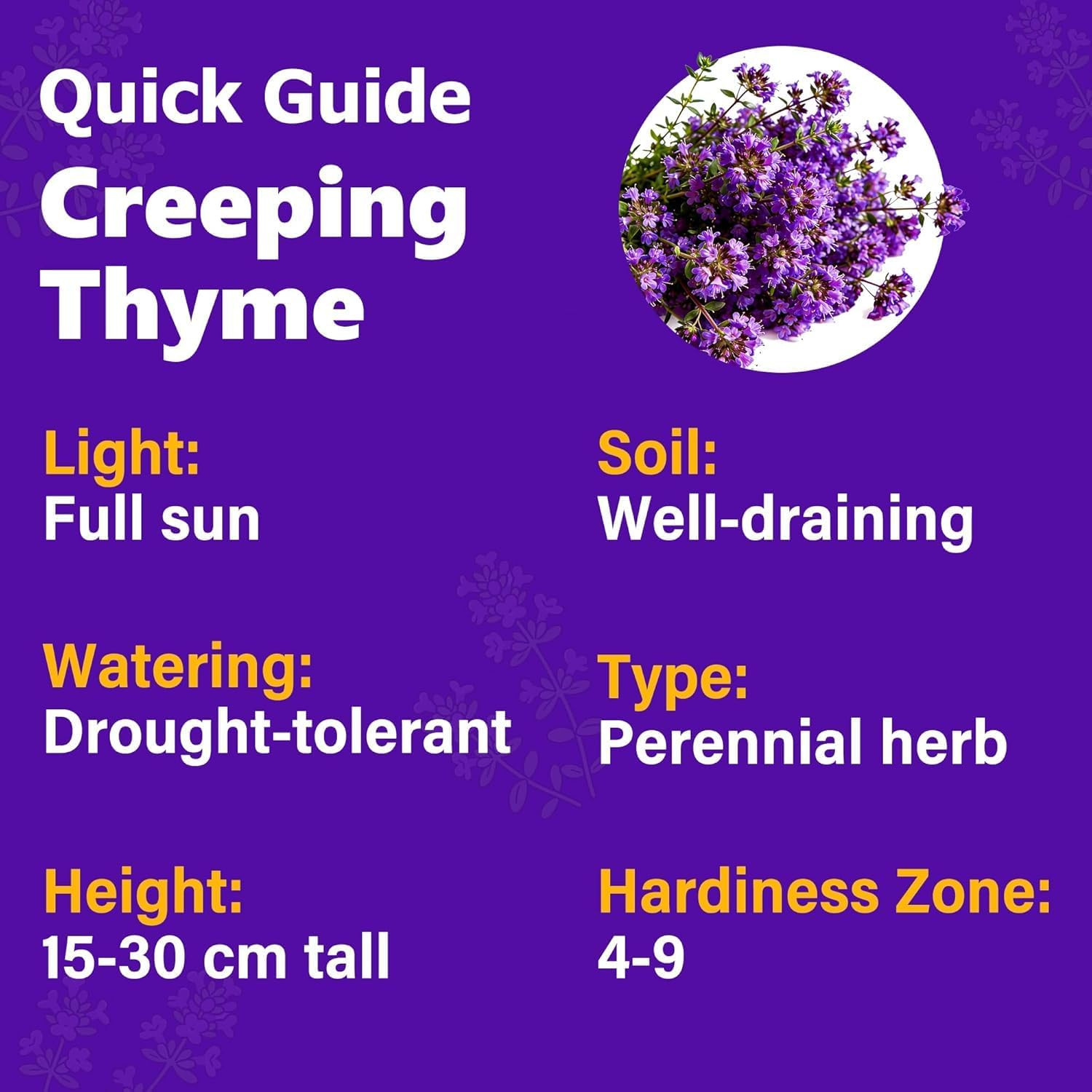 20000+Creeping Thyme Seeds for Planting Outdoor-Heirloom Thymus Serpyllum Ground