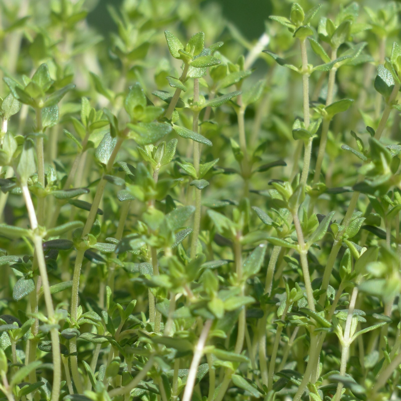 Thyme Seeds, Thymus Vulgaris, Fragrant Herb, Bold Flavor, Non-GMO, Free Shipping
