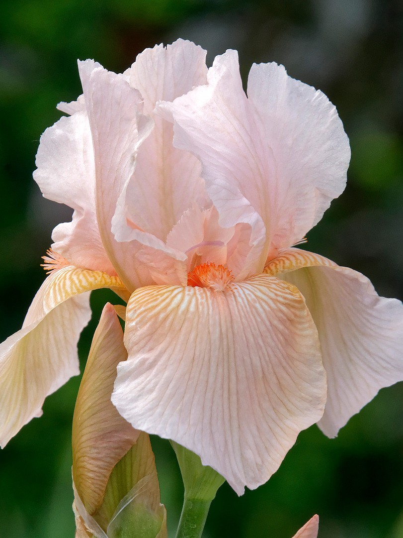 Tall Bearded Iris Reblooming Beverly Sills Freshly Dug 1 Rhizomes