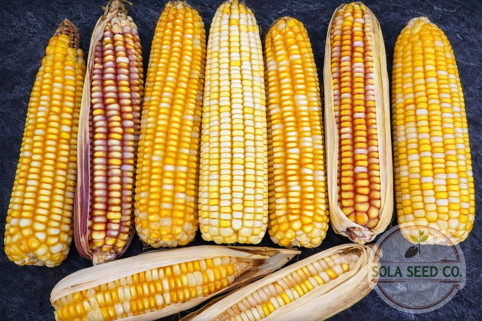 25 Rare Yellow Tuxpeño Mexican Corn Seeds Heirloom Maize Traditional Masa Elote
