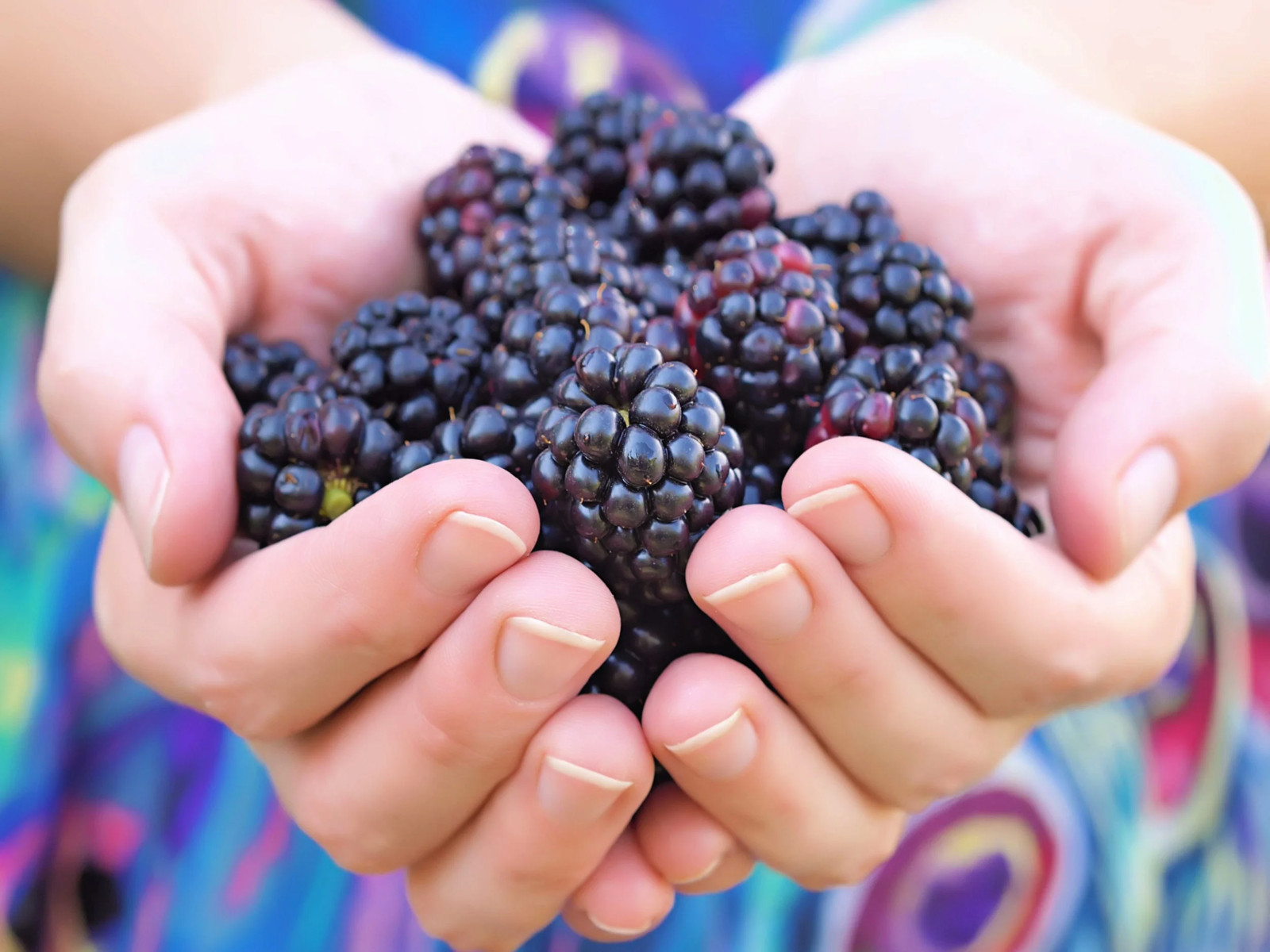 50 WHITEBARK Black RASPBERRY Western Blackcap Rubus Leucodermis Fruit Berry Seed