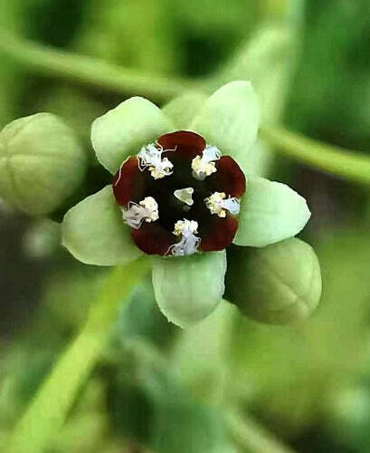 Santalum album | Chandana | Indian or White Sandalwood | 10 Seeds