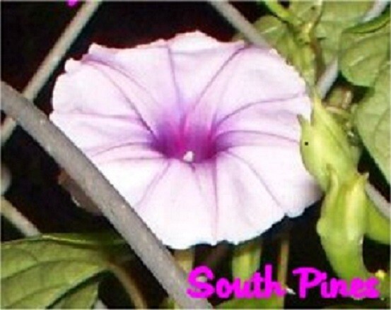 i. Macrorhiza – 8 Pink Moonflower Vine Seeds – moonvine moon vine evening night