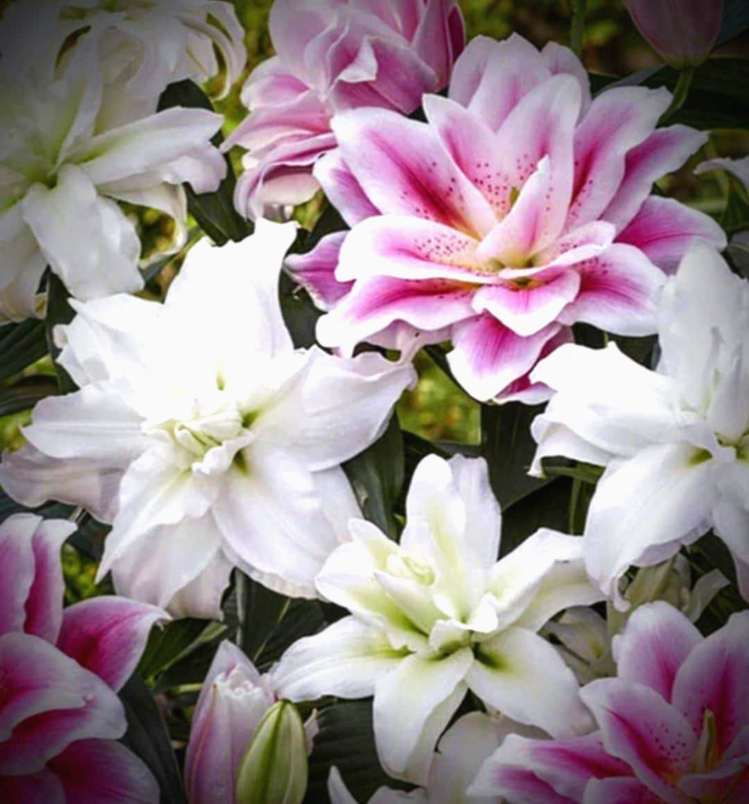 Lily Flower Bulbs 4 Rose Lilys Mixed Flowers Roselily Butterfly Garden Plants