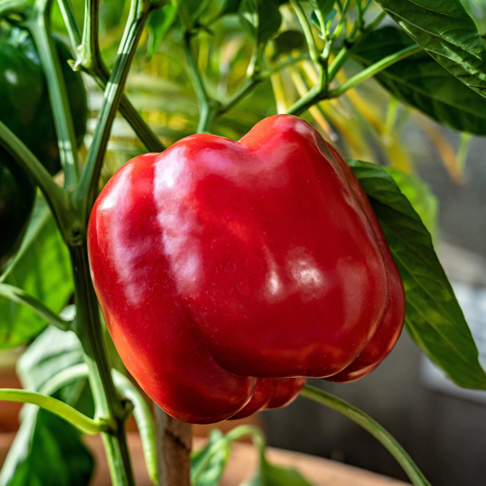 1000 BIG RED Bell PEPPER Sweet Capsicum Annuum Vegetable Seeds