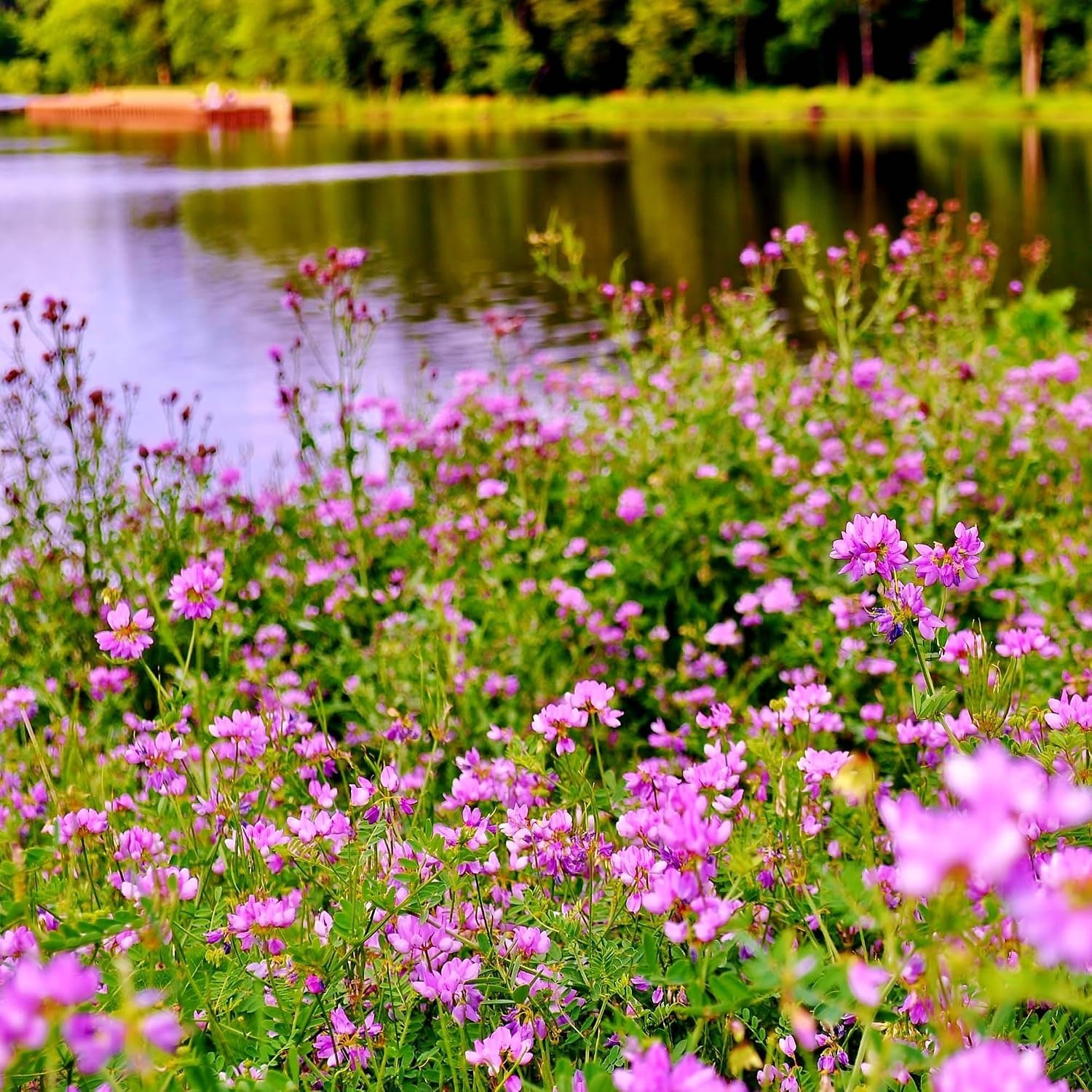 Versatile Crown Vetch Seeds – USDA Zone 4-10