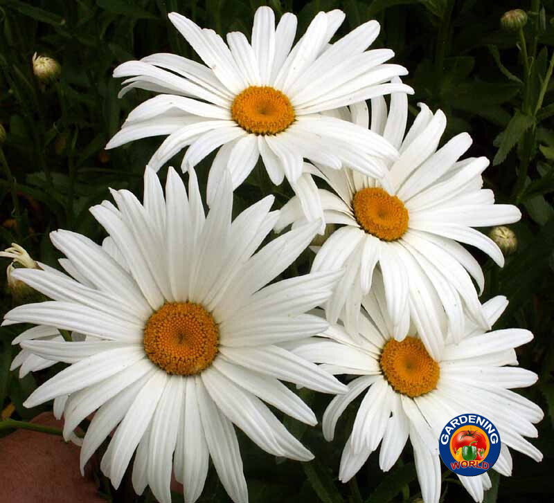 1oz SHASTA DAISY “ALASKA” Chrysanthemum Maximum Flower Seeds (25,000 Seeds)