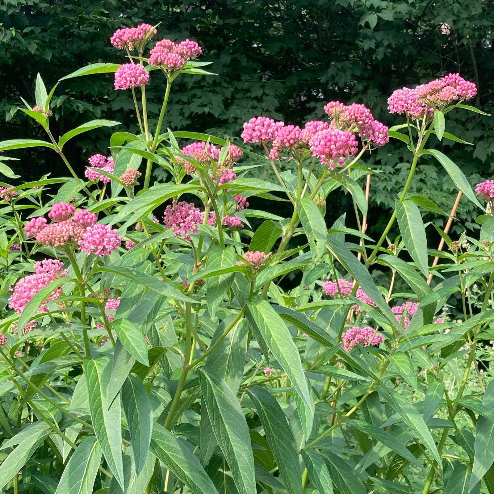 Rose Milkweed Seeds (Asclepias incarnata) ~Native Wildflower Pollinator Garden